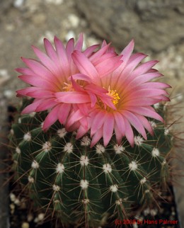 Notocactus cv. Hu82